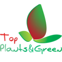 Top plants green