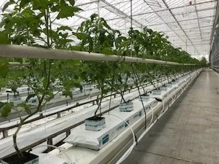 Druppelbevloeiing​ tuinbouw